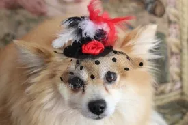 Couture Black Hat with Red/White Feathers and Red Flower