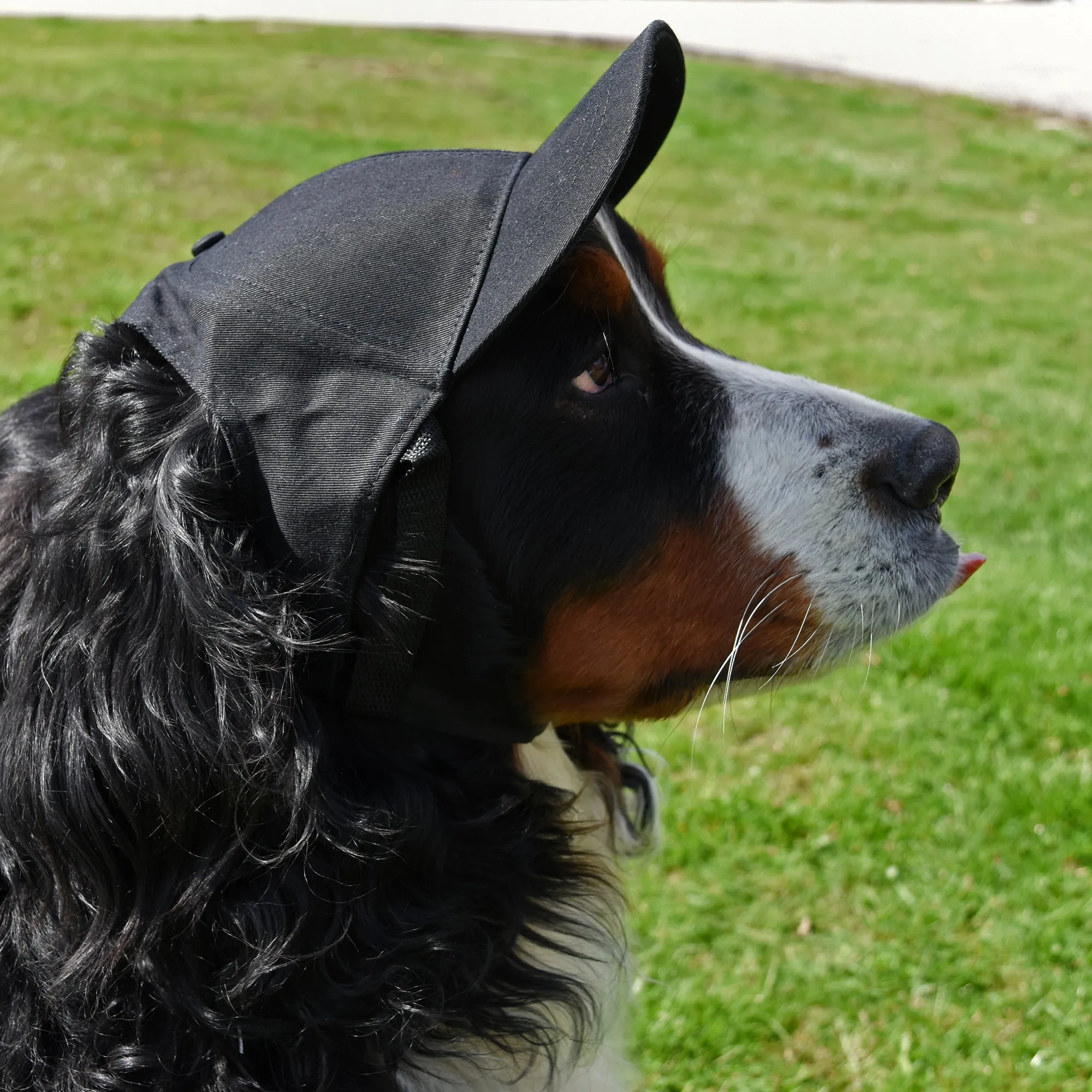 Los Angeles Kings Pet Baseball Hat