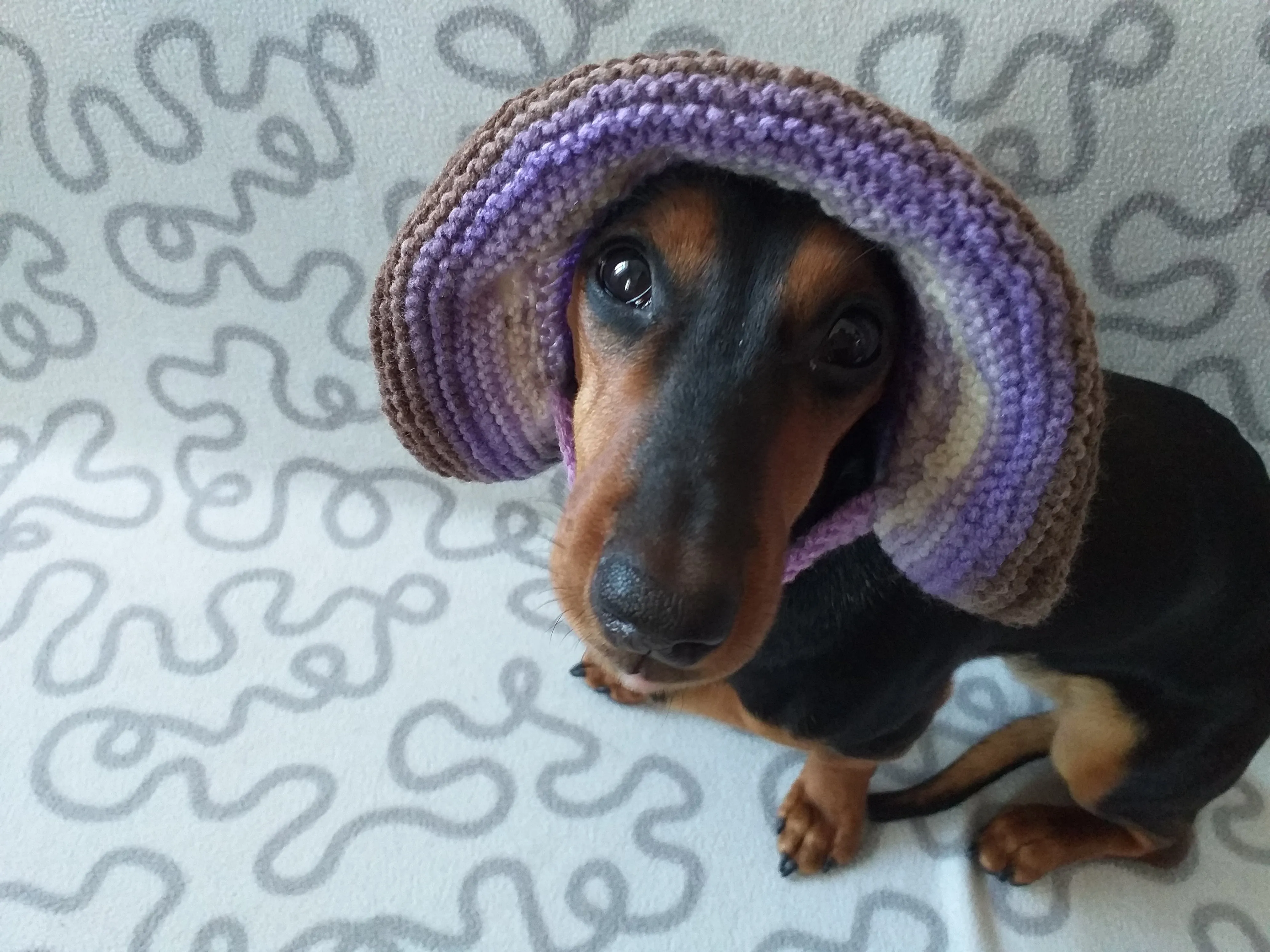 Summer hat panama from the sun with flowers for a dog