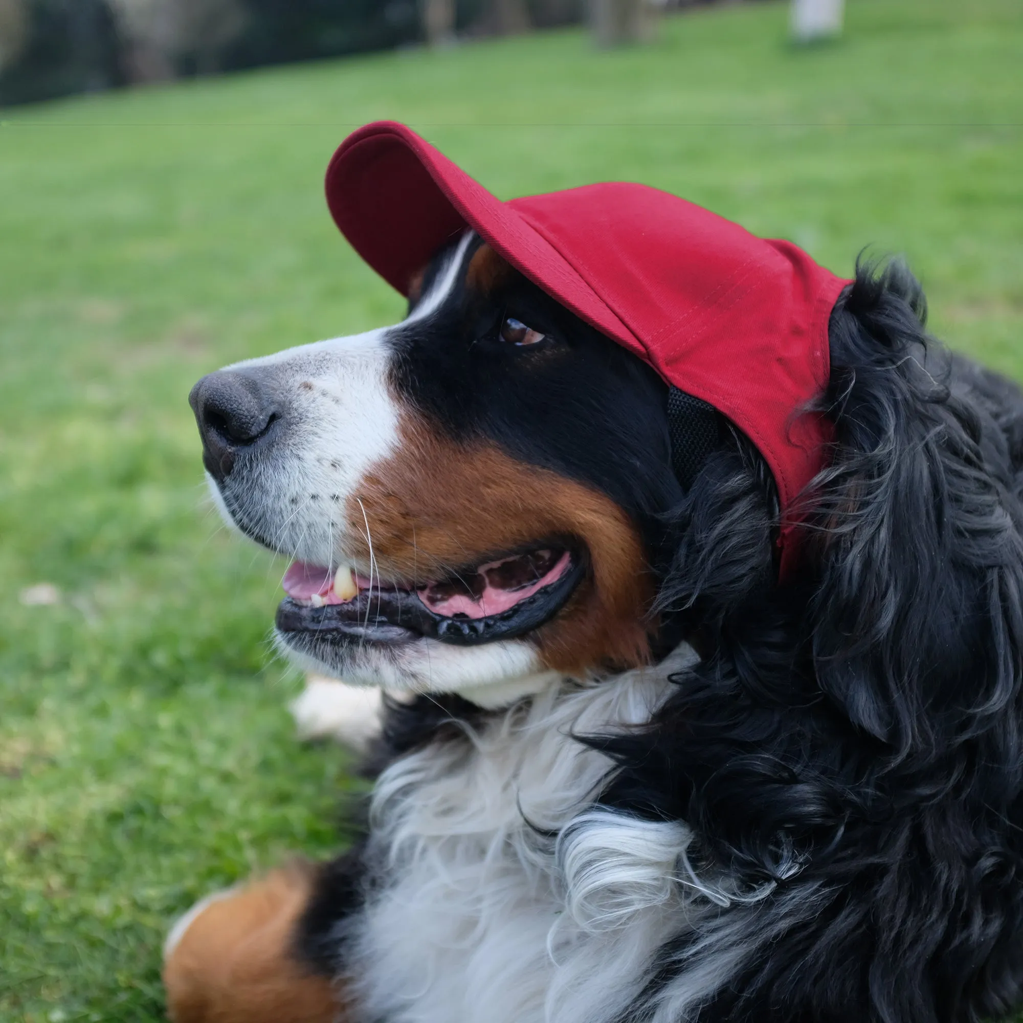 University of Arkansas Pet Baseball Hat